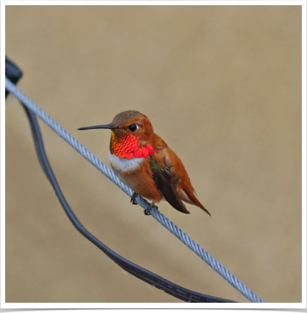 Rufous Hummingbird